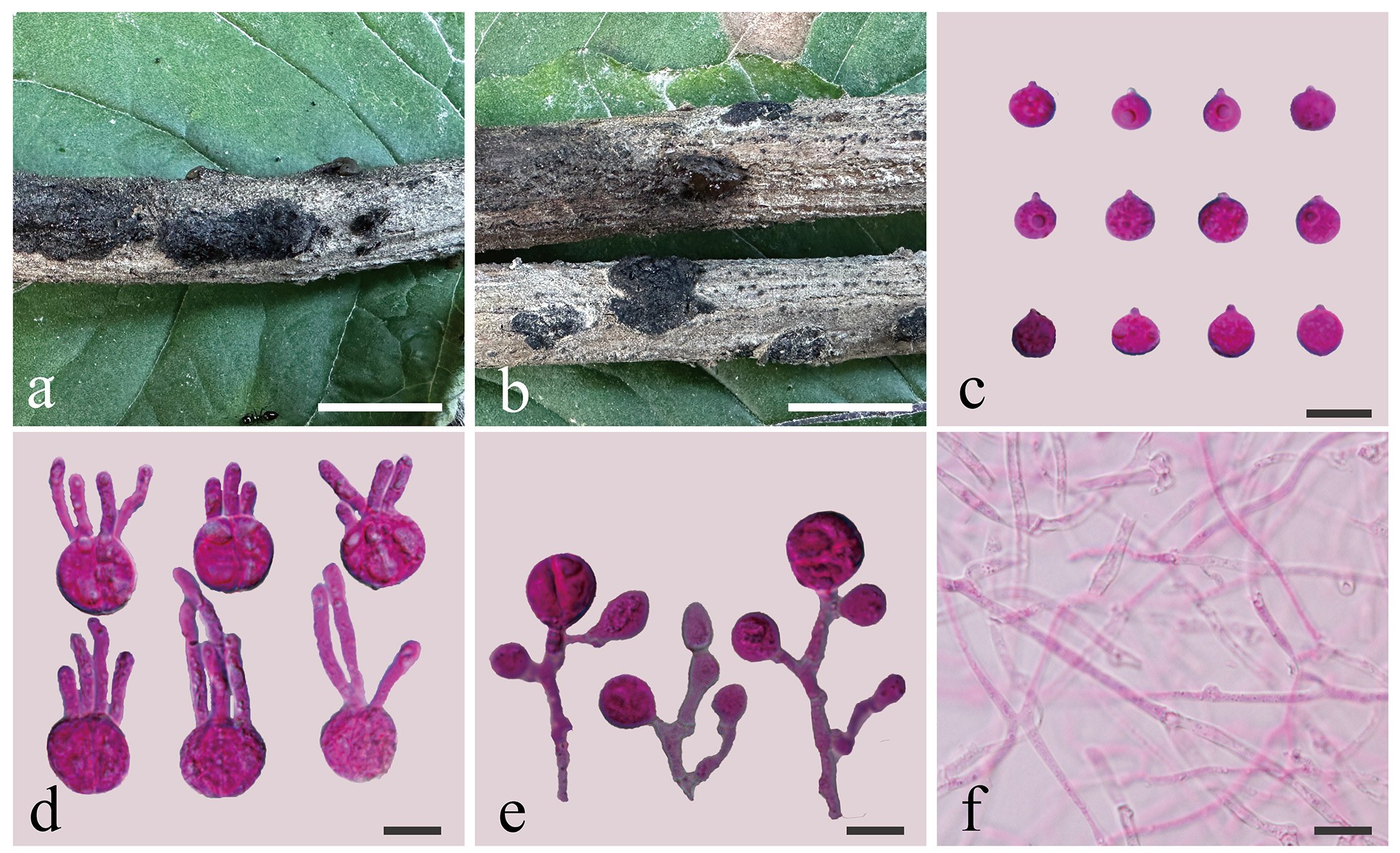 Figure 58